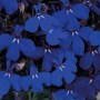 Лобелия Riviera Midnight Blue